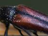 Stenurella melanura